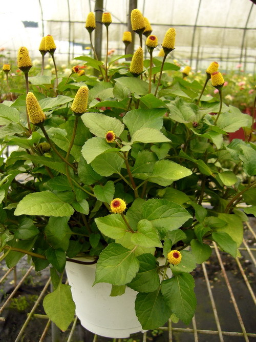 六神草六神花,铁拳头,金扭扣,金再钩领域提 交植物生物词条 主页》