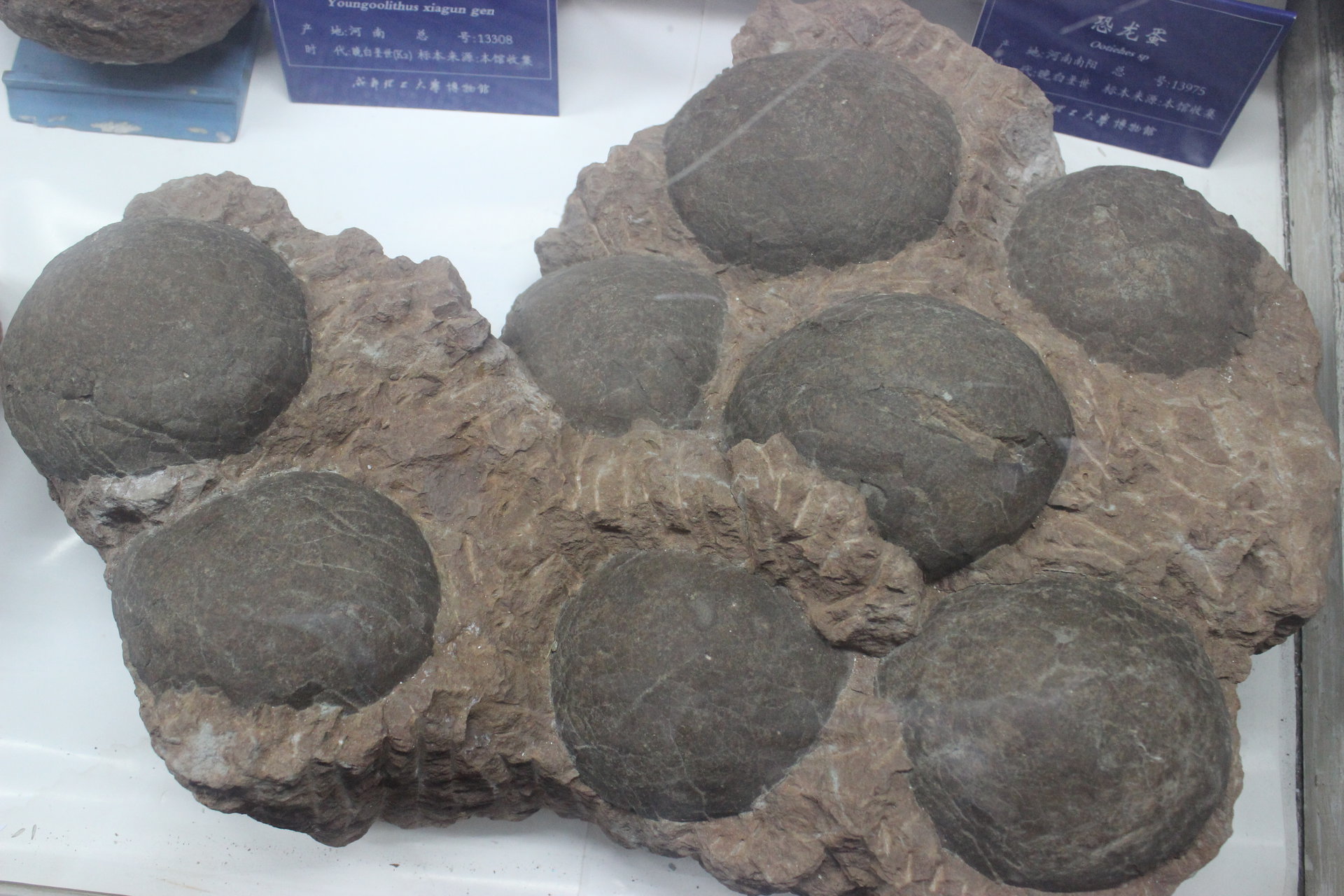 南韩恐龙蛋迷你蛋孵化恐龙蛋浸水大小恐龙玩具变形水泡膨胀套装-阿里巴巴