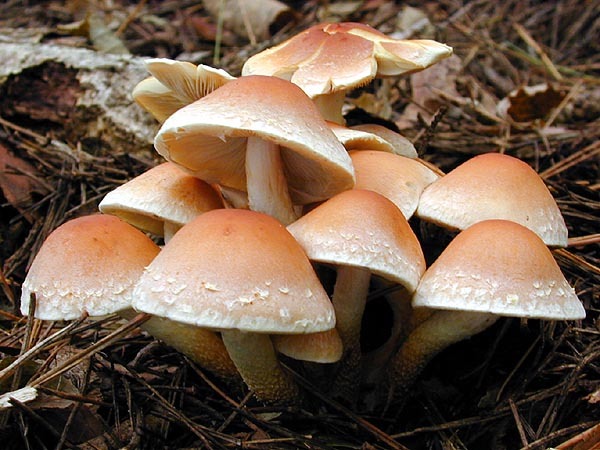 砖红韧黑伞其他生物相关