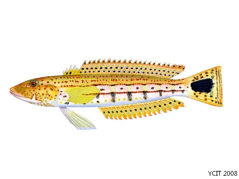 斑尾拟鲈(其他生物相关)斑尾拟鲈,学名:paraperci