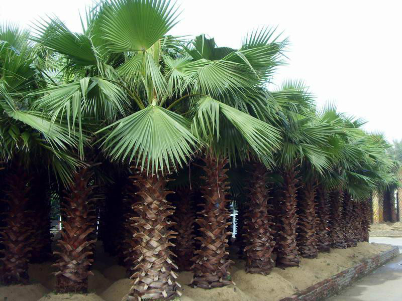 葵(植物)絲葵(學名:washingtonia filifera)俗稱老人葵,別名加州蒲葵