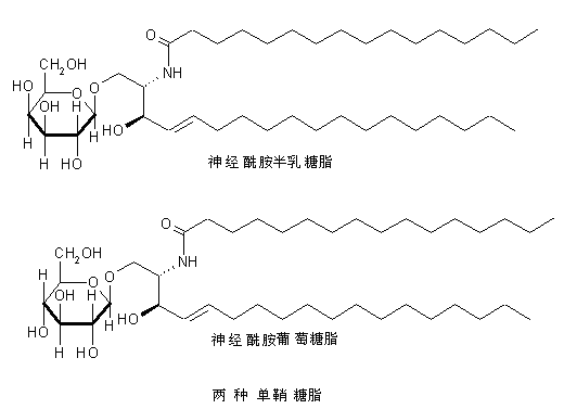 鞘糖脂(分子生物学)