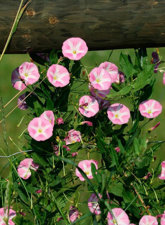 田旋花 (植物)