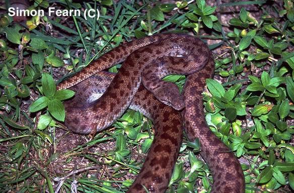 斑点星蟒 (动物)