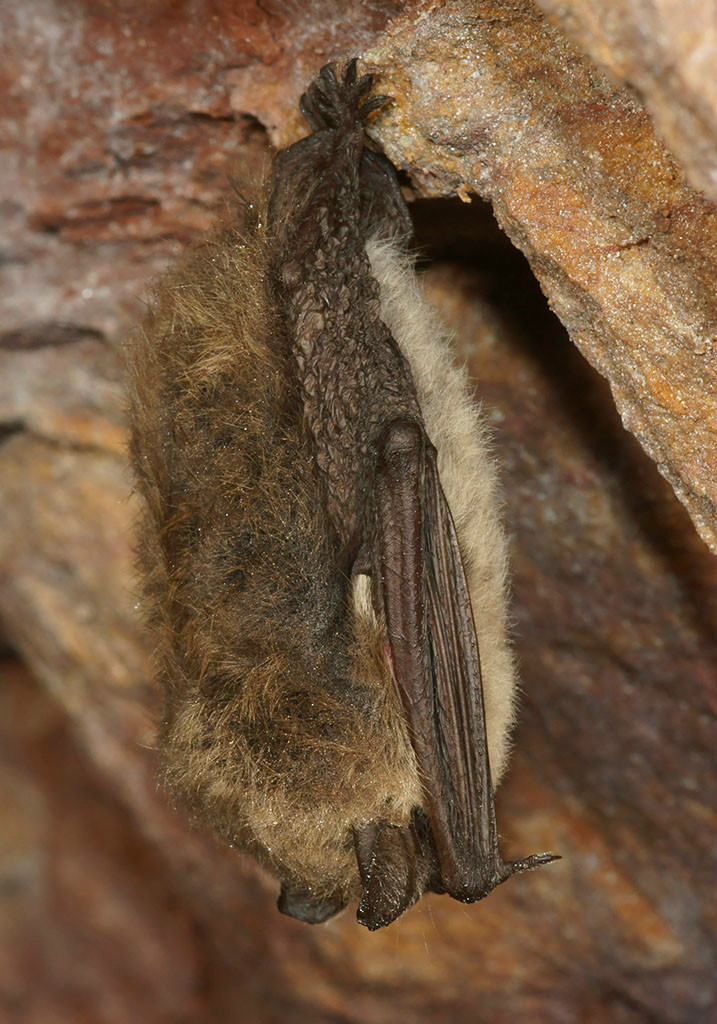 须鼠耳蝠(动物)须鼠耳蝠(学名:myotis mystacinus kuhl),别名鼠耳蝠