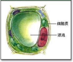 液泡(其他生物学相关)