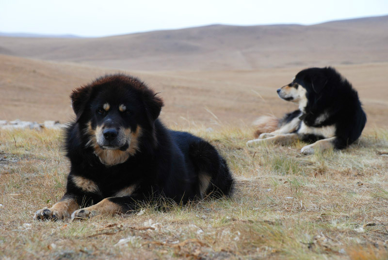 蒙古国宝动物图片