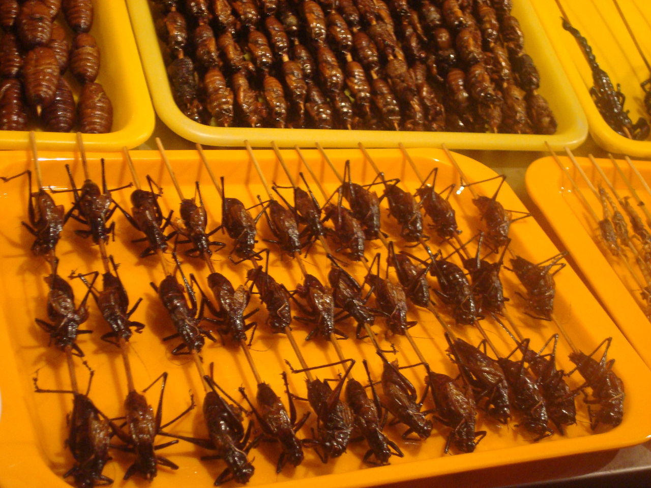 Insect Banquet | Colorful Yunnan
