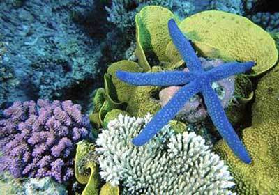 海洋底栖生物 (其他生物相关)