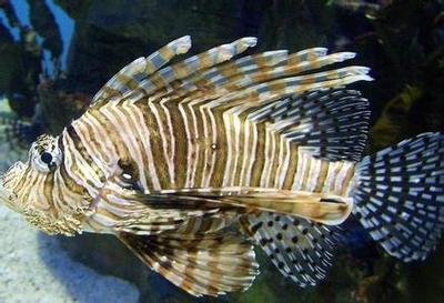 珠目鱼(其他生物相关)