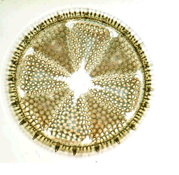 硅藻门(其他生物相关)硅藻(diatom)是一类真核藻类,多数为单细胞生物.