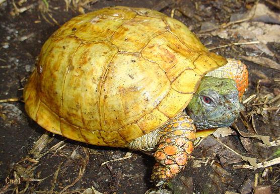 西部箱龟 (动物)