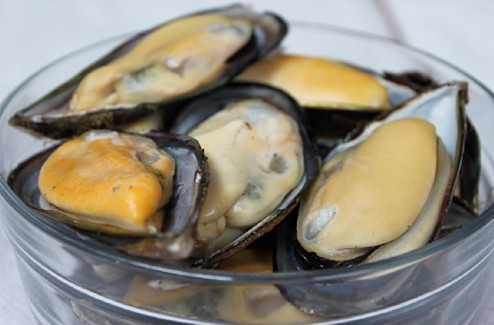 厚壳贻贝 (其他生物相关)