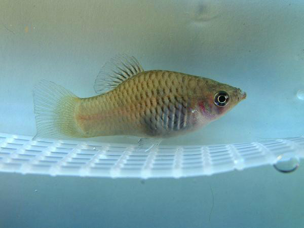 花斑剑尾鱼动物