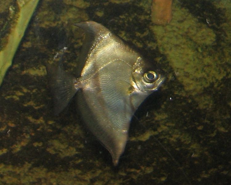 蝙蝠鲳其他生物相关