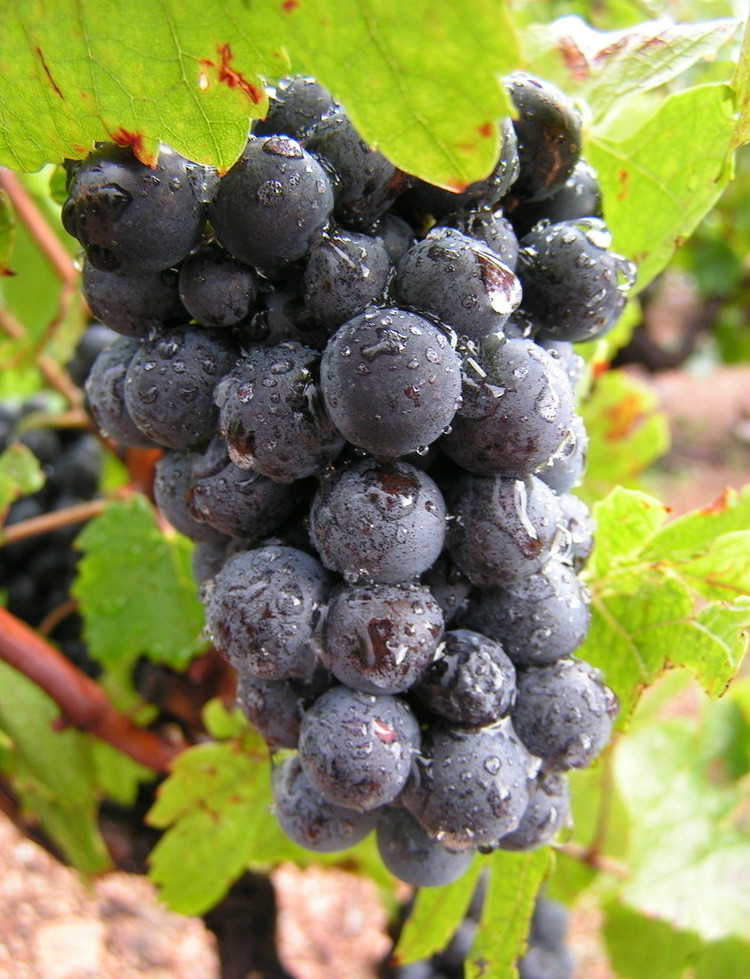 京早晶葡萄植物