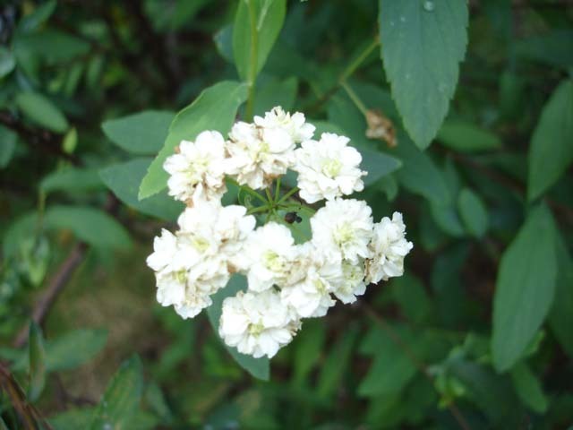 重瓣麻叶绣球(植物)