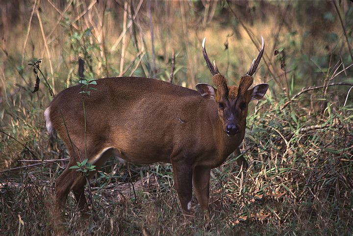 越南大麂(动物)越南大麂是麂鹿的一个物种.