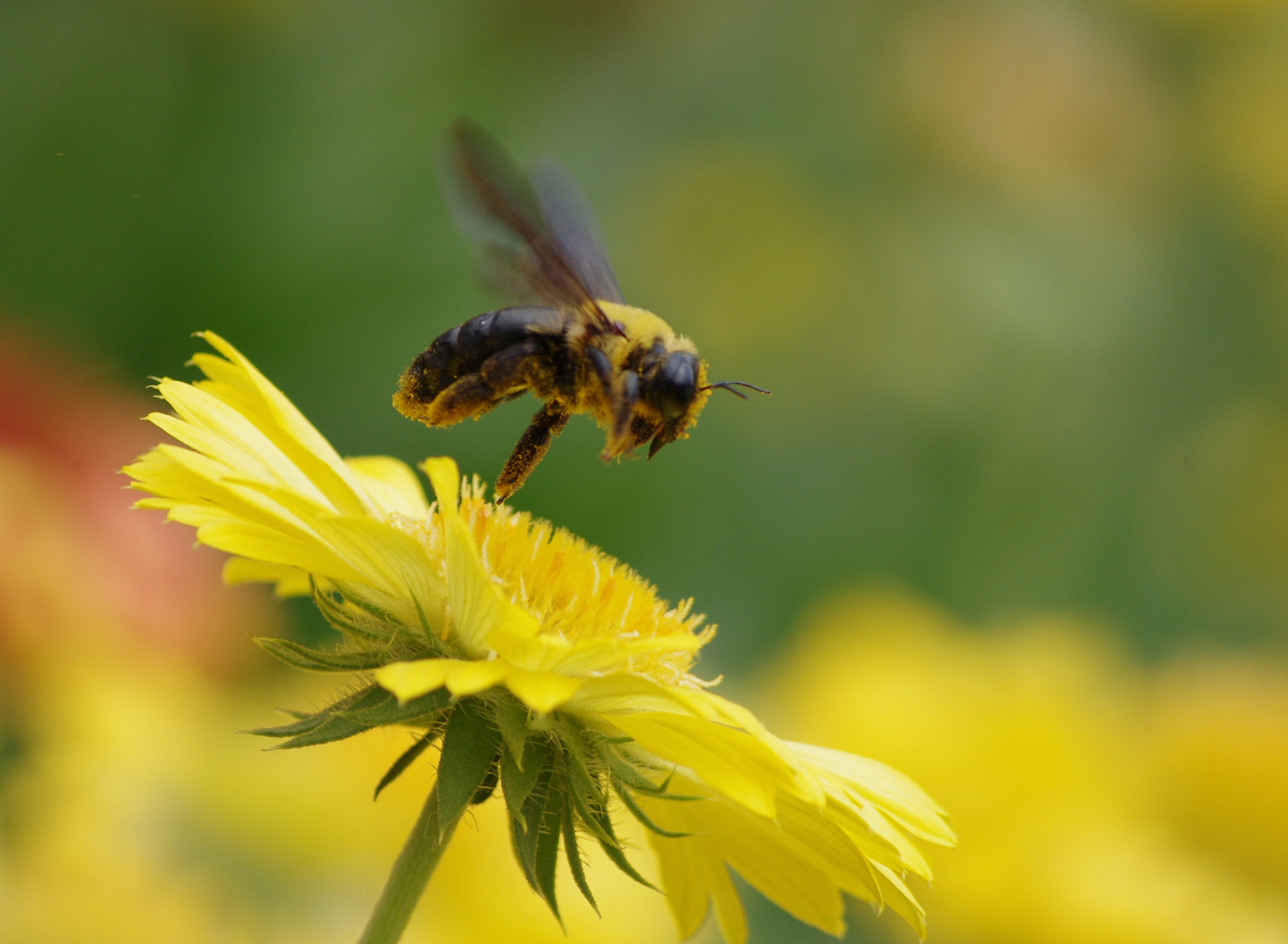 蜂罗隐(其他文学相关)
