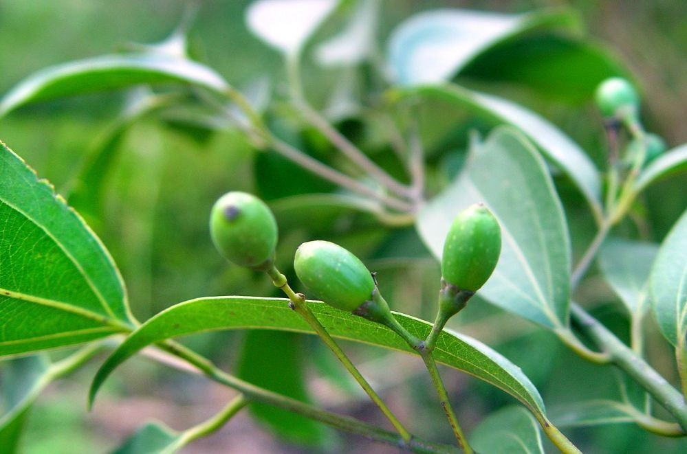 天竺桂(植物)