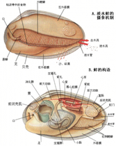 软体动物门