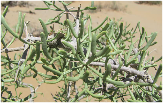 霸王根(植物)霸王根,中药名.为牻牛儿苗目,蒺藜科,霸王属植物.
