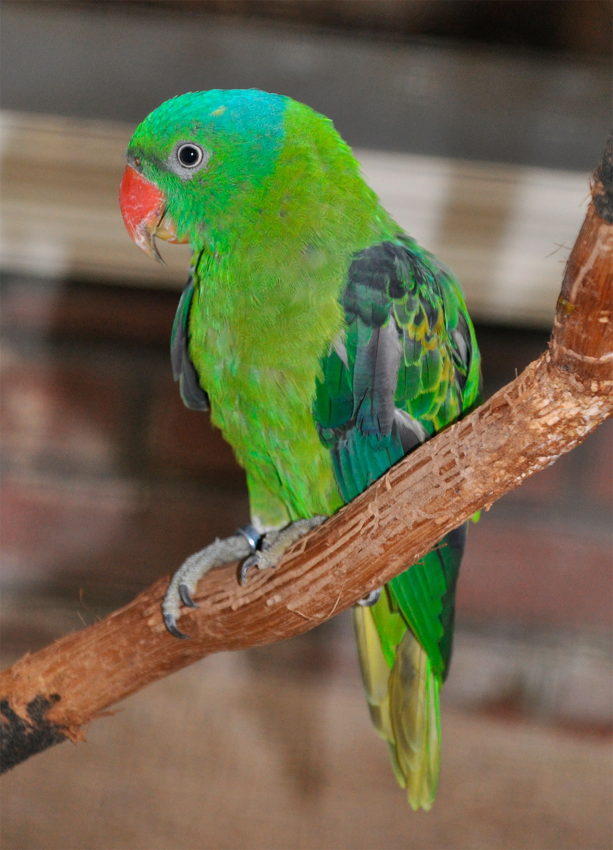 蓝颈鹦鹉(动物)