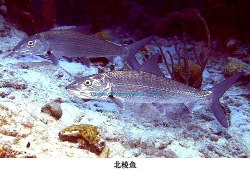 北梭魚 (動物)