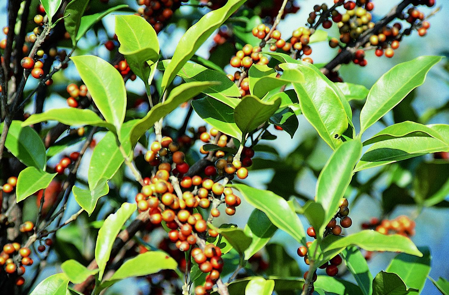 狗骨(中医学与中药学)