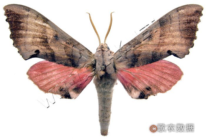 枣桃六点天蛾 (其他生物相关)