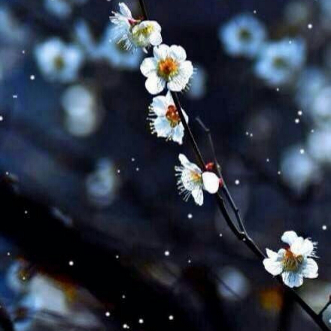 三枝牡丹插图(牡丹、白牡丹、芍药、花朵、花、花卉、盛开的花朵)手绘插图_北极熊素材库