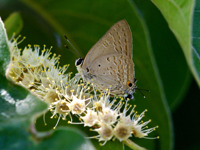 非洲褐小灰蝶(生物进化论)