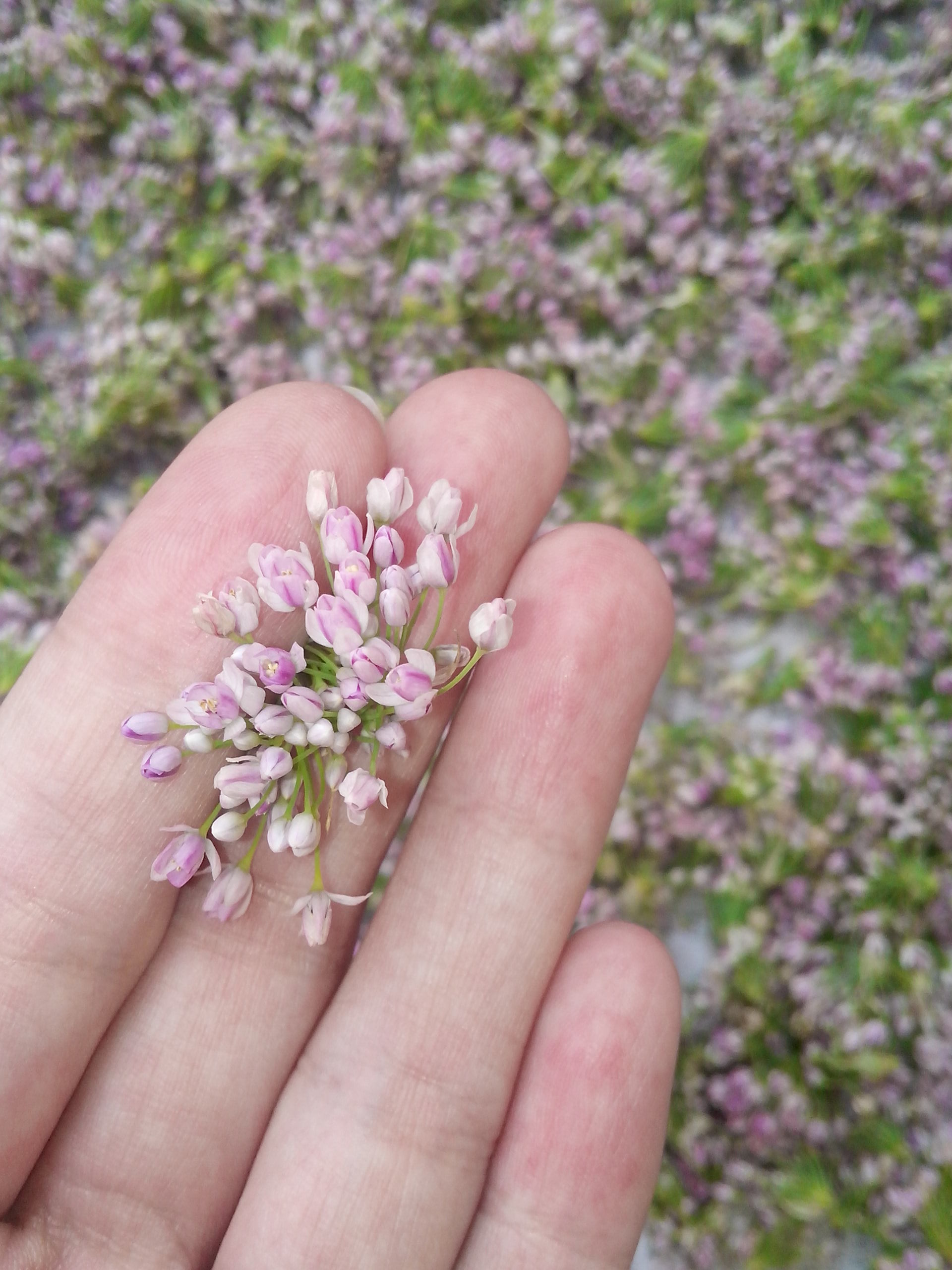 麻麻花(植物)