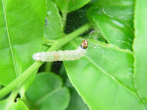 茶树茶小卷叶蛾动物