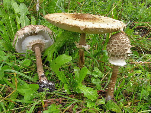 鸡足山环柄菇(其他生物相关)