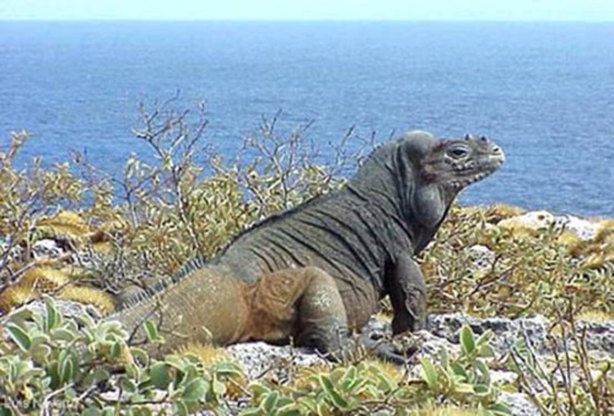 由於鼻子上的三只角类似犀牛角而得到犀牛鬣蜥之名