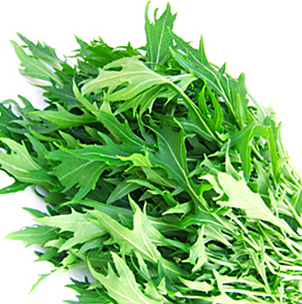 千筋白茎京水菜植物