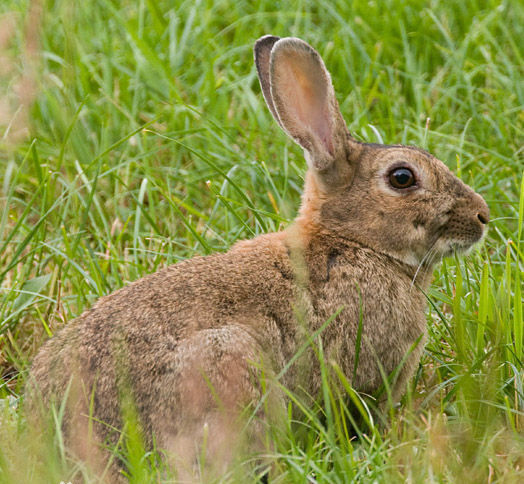 藏鼠兔(动物)薮兔,拉丁学名lepussaxatilis,是一种