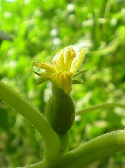 甜瓜花(植物)为葫芦科植物甜瓜的花,6~7月,开花时采取,味甘;苦 ;性寒