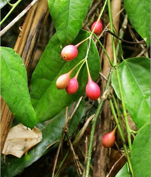 赤苍藤 (其他人物相关)