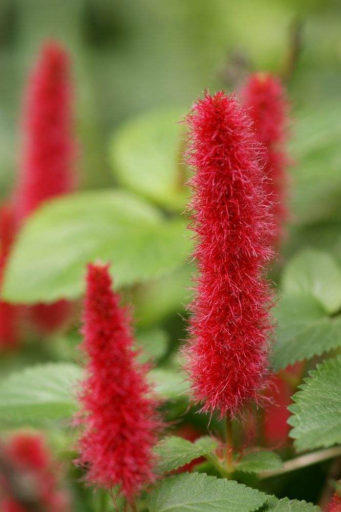 猫尾红(植物)_技点科普_技点网(植物)