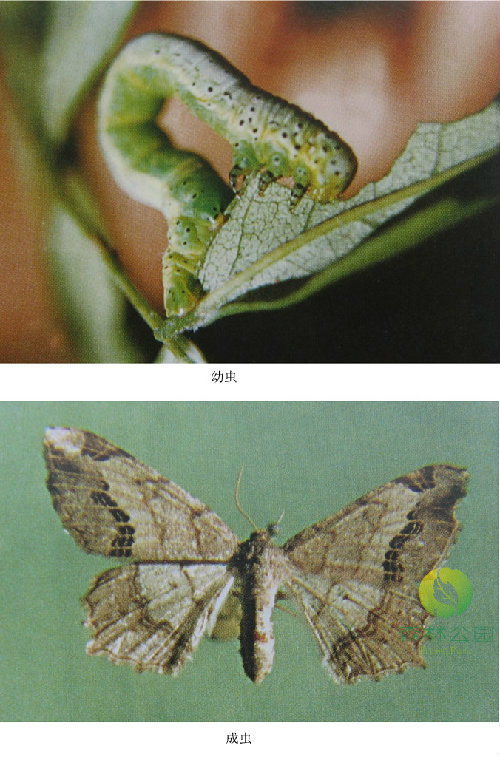 论)三角尺蛾,trigonoptila latimarginaria (leech),尺蛾科的一个物种