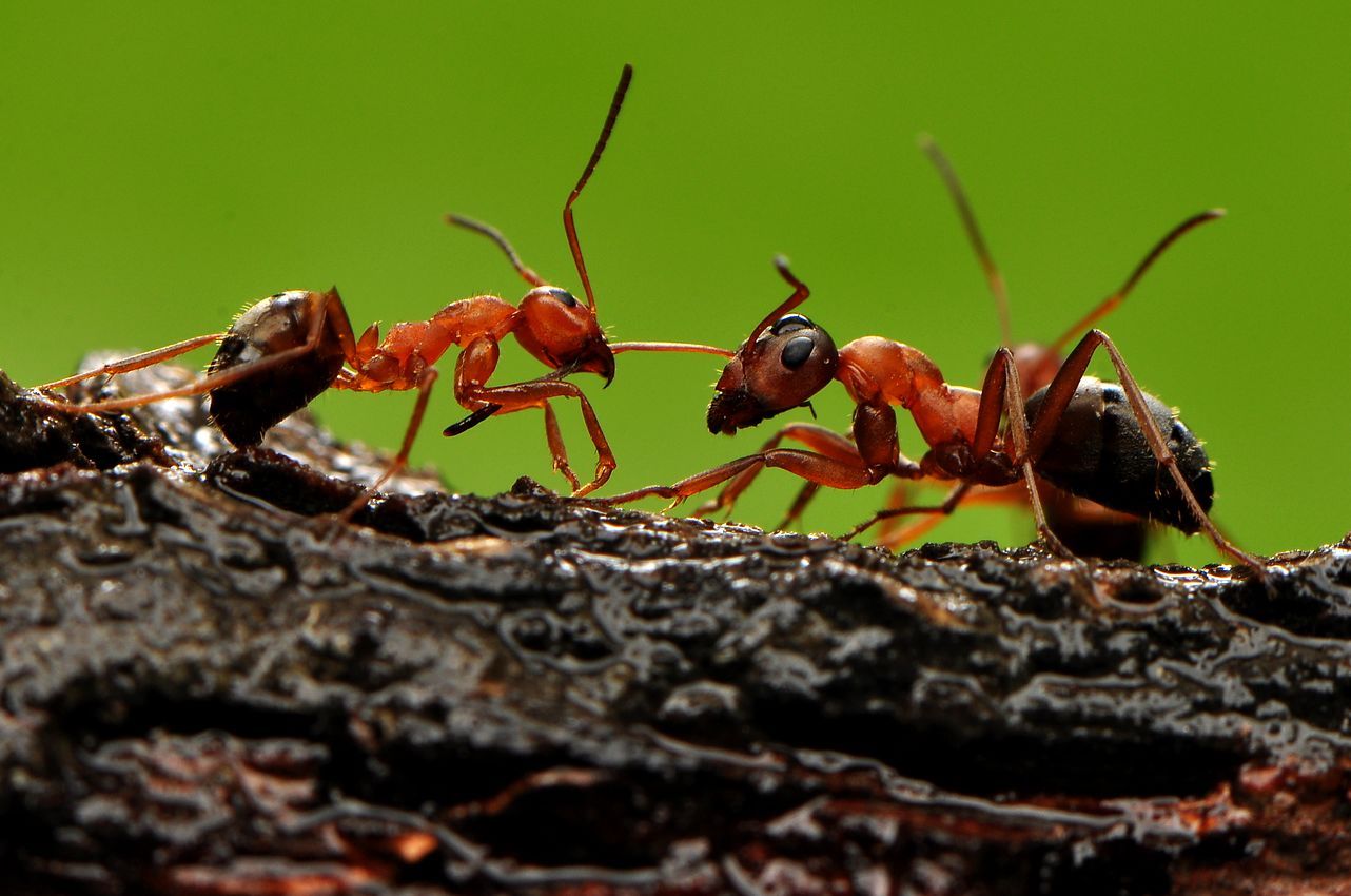 各种蚂蚁特写------大头|摄影|风光摄影|瓜哥微距摄影 - 原创作品 - 站酷 (ZCOOL)