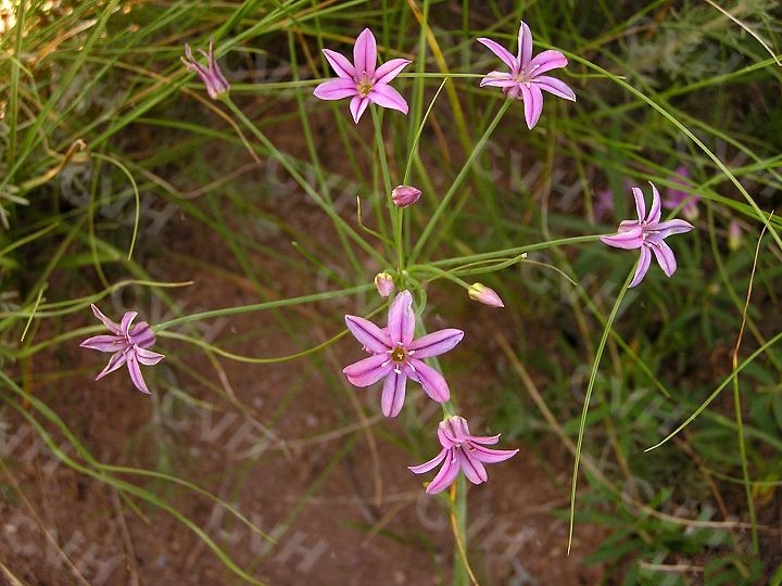 合被韭(植物)_技点百科