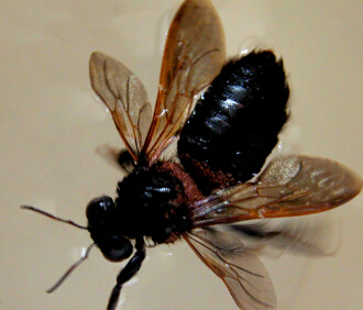 褐背原木蜂新疆亚种(其他生物相关)