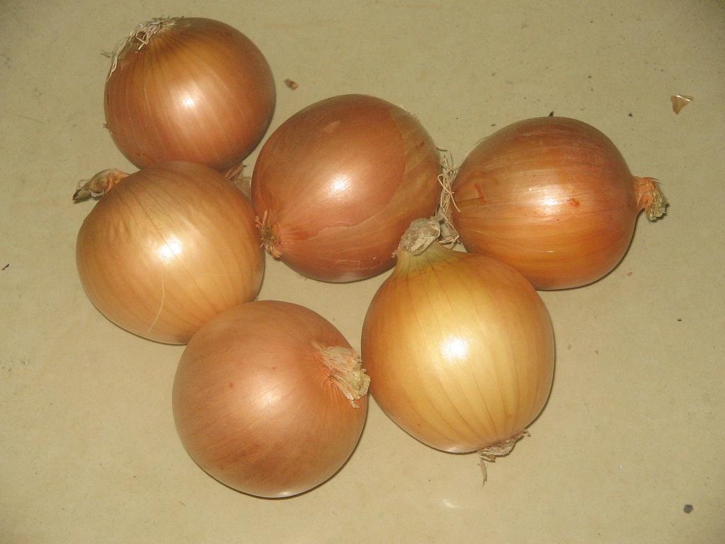 北京黄皮洋葱植物