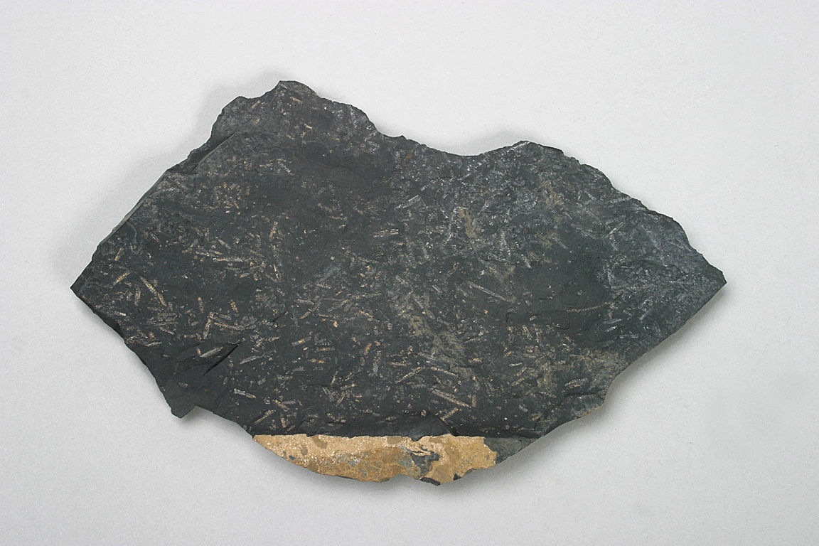 双笔石其他生物相关