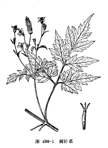 刺针草 (植物)
