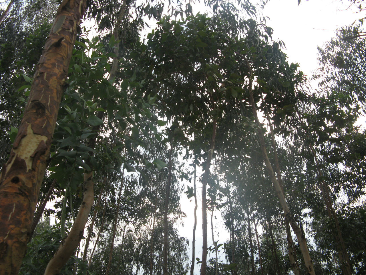 直杆蓝桉 (植物)