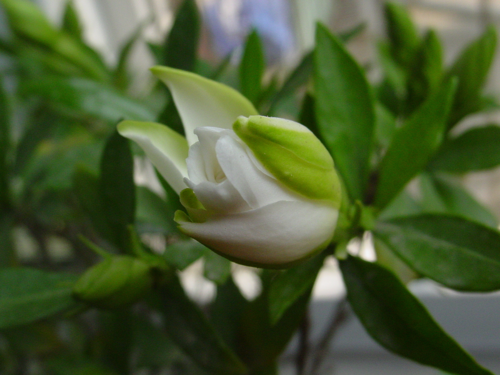 桅子花(植物)栀子花(gardenia?jasminoides?